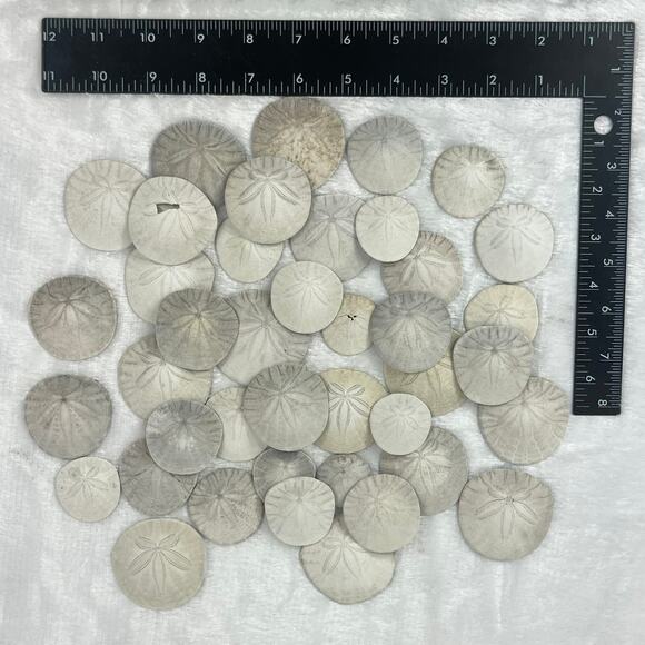 6.3oz Lot Natural Sand Dollars Craft Decor Real Beach Sea Shell Specimens Bulk - Picture 6 of 7